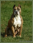 Dracula Rockstone  Eu.W, VCH., HGCH, HSCH, HCH,  2 X BIS BOG, 5 X BOB, CACIB,  12 X CAC, 4 X R.CAC